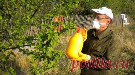 Мой хитрый план по недопущению прожорливой тли на участок. Четкая стратегия и проверенная годами тактика работает на отлично | Про посадки