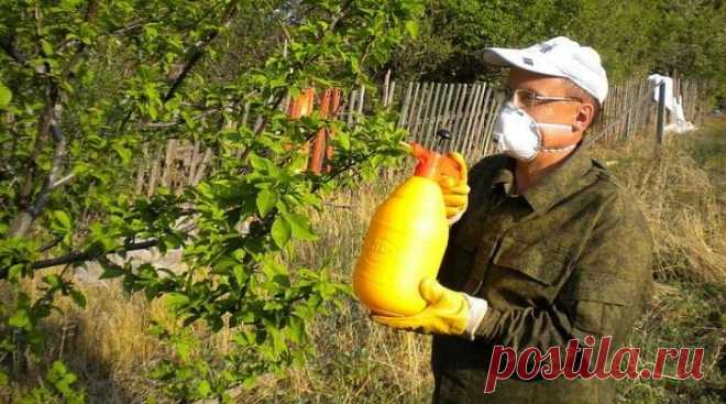 Мой хитрый план по недопущению прожорливой тли на участок. Четкая стратегия и проверенная годами тактика работает на отлично | Про посадки