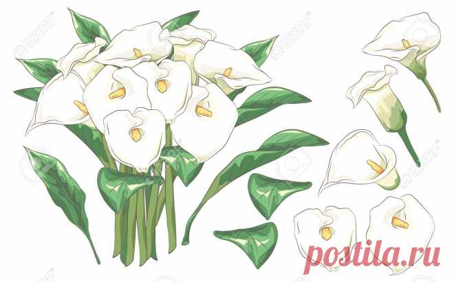 Conjunto De Hermosa Calla Para Invitación De Boda Ilustraciones Vectoriales, Clip Art Vectorizado Libre De Derechos. Image 134435635.