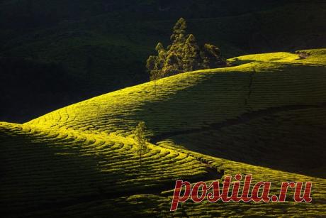 Чайные плантации около города Муннара, Индия. Автор фото — Антон Янковой: nat-geo.ru/photo/user/49098/