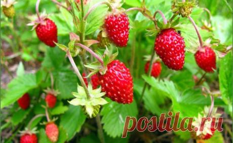 Земляника садовая: коротко о главном!