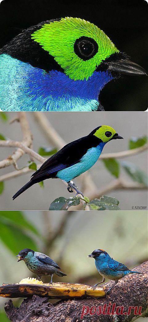 Райская танагра | НАУКА И ЖИЗНЬ