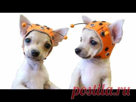 💗 MY first knitted HATS for DOGS 💗 ОБЗОР 🐱 вязаные ШАПКИ для СОБАК/КОТОВ 🐱 FASHION 🔒