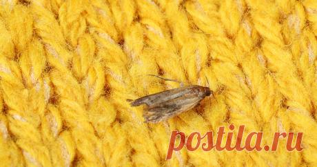 Чем питается моль? — Ботаничка.ru