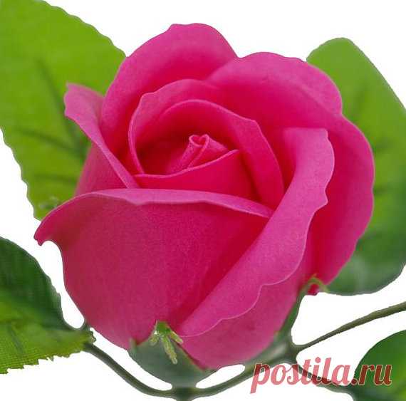 50 pcs SOAP bulk roses with beautiful scent!! soap, flowers, flower soaps, artificial flowers, house decoration, rose soap, bathroom decor Before order, please read all the policy on our shop. Thank you. ------------------------------------------------------------------------------------ *Type of rose - BEST*  *WHOLESALE / FREE SHIPPING!!*   THE MOST POPULAR ITEMS... a box of 50 soap roses with beautiful scent!! You can create your own bunches, bouquets , in vases... and m...