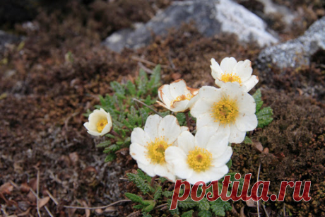 флора и фауна россии – Google Поиск