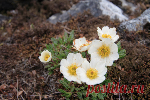 флора и фауна россии – Google Поиск