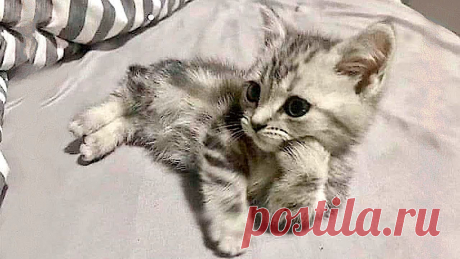 Я РЖАЛ ДО СЛЕЗ 😹 СМЕШНЫЕ КОШКИ И СОБАКИ | СМЕШНЫЕ ЖИВОТНЫЕ 2023 😹 ЛУЧШИЕ ПРИКОЛЫ #57 Приколы с животными! Смешные коты и собаки. Подборка номер 57. Только лучшие ролики и самые смешные животные! Устраивайтесь поудобнее и заряжайтесь позитивом...