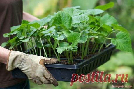 Органическая подкормка рассады. 

Поклонникам органического земледелия: натуральная подкормка рассады в домашних условиях. 
Подкормку рассады в домашних условиях надо делать в утренние часы и использовать р-р комнатной температуры. 

Полноценные подкормки натуральными удобрениями: 

БАНАНОВАЯ кожура- обогащает калием. Настой- кожура 2-3 бананов на 3 литра воды, настаивать три дня либо сухой порошок, к-рым посыпают землю. 

ЛУКОВАЯ шелуха помогает бороться с вредителями(в ч...