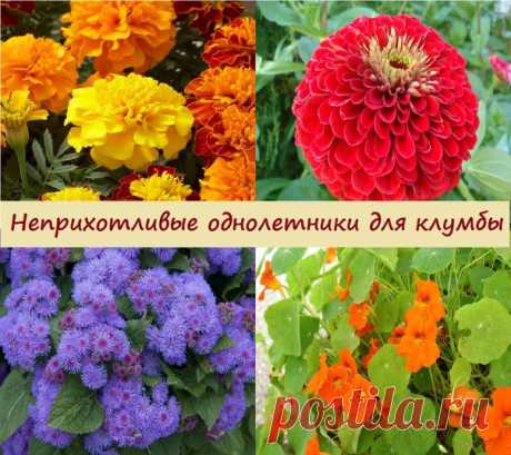 какие неприхотливые однолетние цветы подойдут для создания клумбы своими