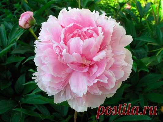 Правильный уход за пионами в августе поможет оставаться им здоровыми — Journal women