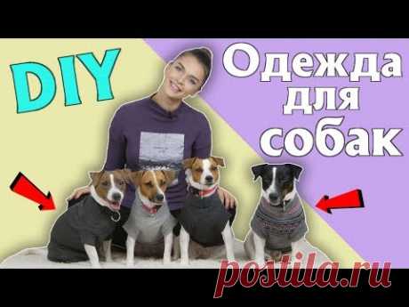 ОДЕЖДА ДЛЯ СОБАК СВОИМИ РУКАМИ | ОДЕЖДА ИЗ РУКАВА