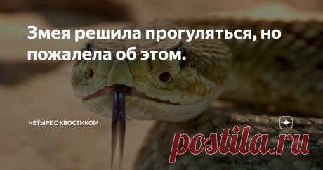 Змея решила прогуляться, но пожалела об этом. Ядовитая змея спокойно осматривала свои владения и столкнулась с целым полчищем муравьёв-кочевников. Она не предала муравьям особого значения и продолжала ползти по своим делам, но насекомые оказались очень агрессивными и стали атаковать рептилию.