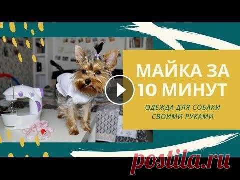 Как быстро пошить майку для собаки из старой футболки (одежда для йорка своими руками) Как снять мерки с собаки - Cвитер для йорка из рукавов -...
