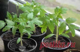 После такой необычной подкормки рассада вырастит толстенькой и мощной Рассада, особенно помидорная, после таких подкормок просто загляденье!