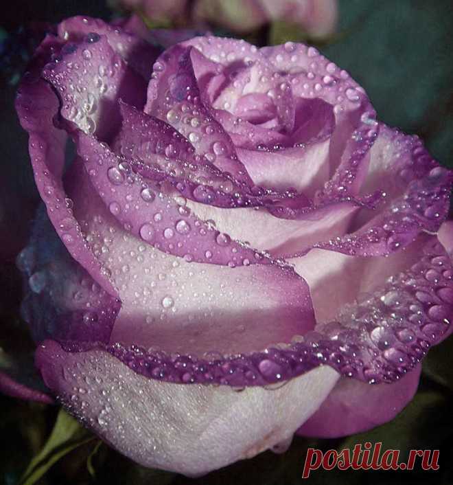 ROSES |