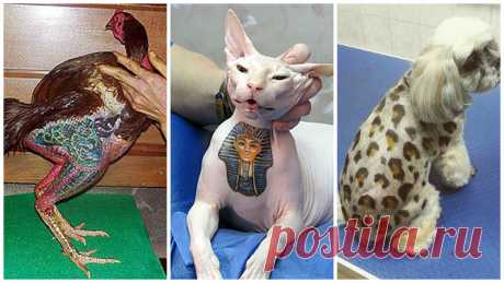 А у вашей киски есть татушка? | Чёрт побери Животные всецело зависят от тех, кто их приручил. Некоторые хозяева любят татуировки, поэтому решают украсить ими не только себя, но и своих питомцев. Как вы считаете, имеют ли они на это право, насколько это гуманно?   1. Напрягся, когда увидел свою татушку  2. Свиньи - самые популярные домашние животные для тату. Эти татуированные свиньи, например, участники проекта Вима Дельвоя Работы художника выставлены в разных музеях мира,...