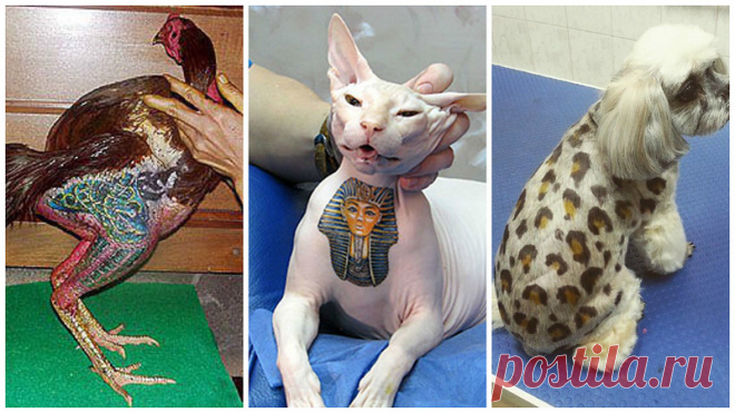 А у вашей киски есть татушка? | Чёрт побери Животные всецело зависят от тех, кто их приручил. Некоторые хозяева любят татуировки, поэтому решают украсить ими не только себя, но и своих питомцев. Как вы считаете, имеют ли они на это право, насколько это гуманно?   1. Напрягся, когда увидел свою татушку  2. Свиньи - самые популярные домашние животные для тату. Эти татуированные свиньи, например, участники проекта Вима Дельвоя Работы художника выставлены в разных музеях мира,...