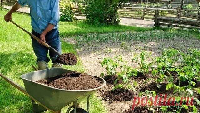 «Минералка» для огорода - что необходимо знать каждому огороднику 
Многие считают, что самая лучшая подкормка – это коровяк. Мол, это – природное удобрение, а значит, в нем есть все, что нужно растениям. 
Но это утверждение справедливо лишь отчасти. В коровяке много…