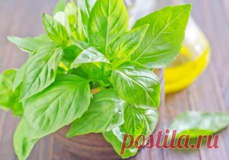 Комнатные растения для кухни