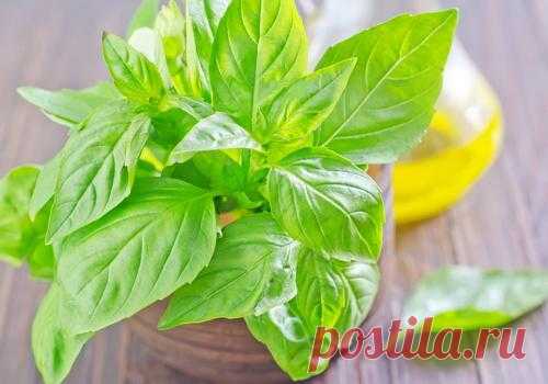 Комнатные растения для кухни