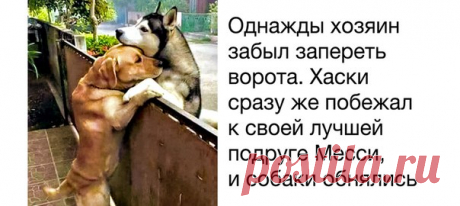 Эти 18 животных — лучший пример того, что для дружбы нет никаких преград