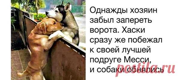 Эти 18 животных — лучший пример того, что для дружбы нет никаких преград