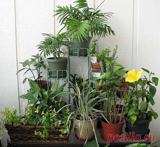Какие растения какую почву любят