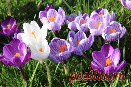 Луковичные цветы для посадки осенью: фото, сроки и особенности посадки