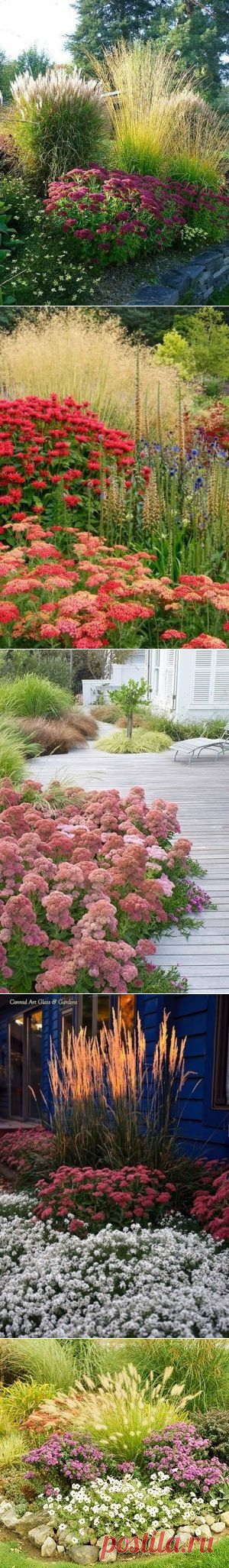 Седум в оформлении сада