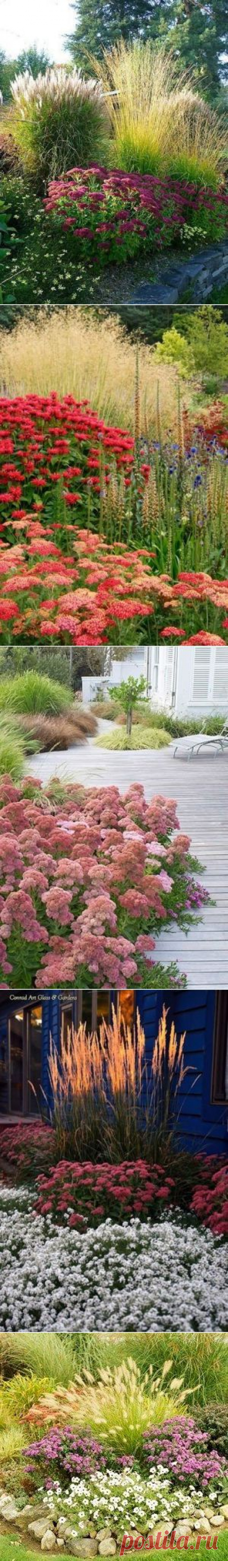 Седум в оформлении сада