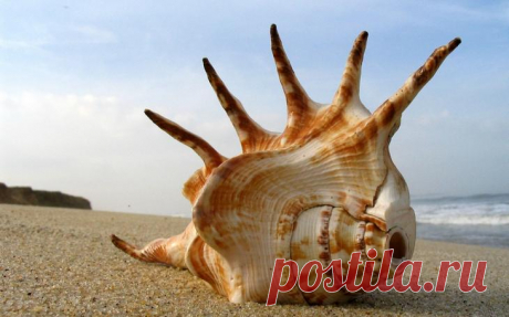 Дары моря — морские раковины Дары моря — это всегда удивительно и необычно. Мы, обитатели суши, давно привыкли ко всему, что ходит ногами по земле, ползает или летает, но вот подводная стихия нам неизвестна, даже чужда и выглядит...