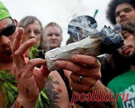 На телевидении волонтеры будут курить марихуану / Рулента