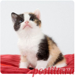 Как правильно воспитать котёнка?