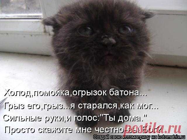 Котоматрица: Свежак