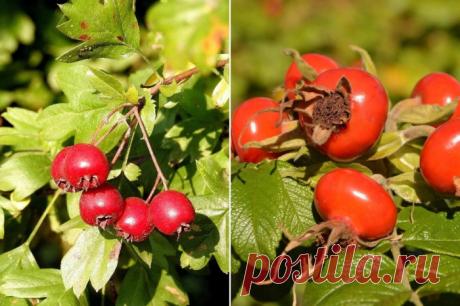 Из боярышника и шиповника.