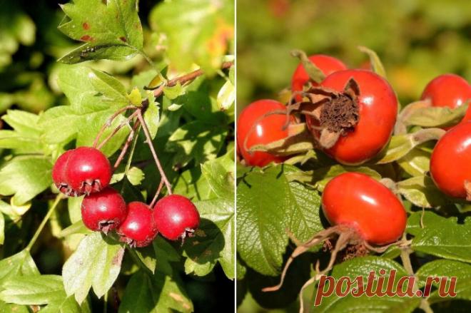 Из боярышника и шиповника.