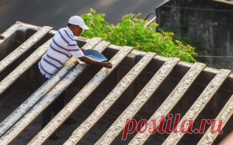 Индиец 10 лет кормит 4000 попугаев