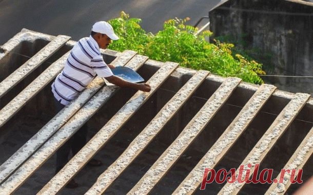 Индиец 10 лет кормит 4000 попугаев