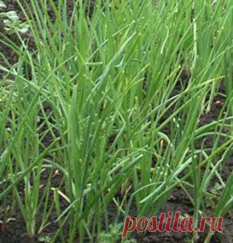 ПОДКОРМИТЕ ЛУЧОК НАШАТЫРЕМ.