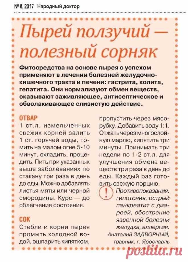 Пырей ползучий - полезный сорняк