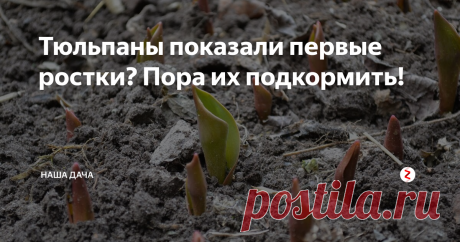 Тюльпаны показали первые ростки? Пора их подкормить! Сегодня, убирая на работе клумбы от прошлогоднего мусора, мы с радостью заметили, что посаженные в прошлом году тюльпаны показали свои первые «стрелочки». Пока еще "красные" и очень маленькие, но даже и это радует – после такой длинной и снежной зимы тюльпаны кажутся настоящим весенним чудом. А на ваших дачах уже показались тюльпанчики? Если да, то статью точно следует дочитать до конца!