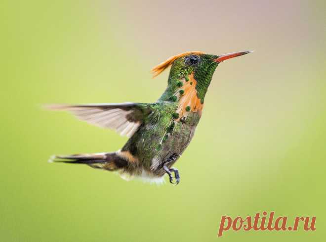 Tufted Coquette Hummingbird in flight, Yerette Hummingbird Sanctuary, San Jose de Oruña - Valle de Maracas, Trinidad. Explore pedro lastra's photos on Flickr. pedro lastra has uploaded 7362 photos to Flickr.