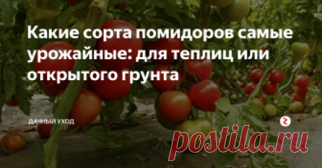 Какие сорта помидоров самые урожайные: для теплиц или открытого грунта Специалисты выделяют сразу несколько основных факторов, влияющих на урожайность помидоров: сорт посадочного материала, участок, на котором высажены томаты, плодородность грунта. Урожай в большинстве случаев зависит от предварительной подкормки почвы удобрениями.
Существуют сорта помидоров, предназначенные исключительно для посадки в открытый грунт и, наоборот, удачно произрастающие только в теплич