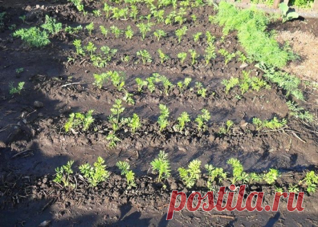 Выращивание моркови, как вырастить хороший урожай из семян (секреты)