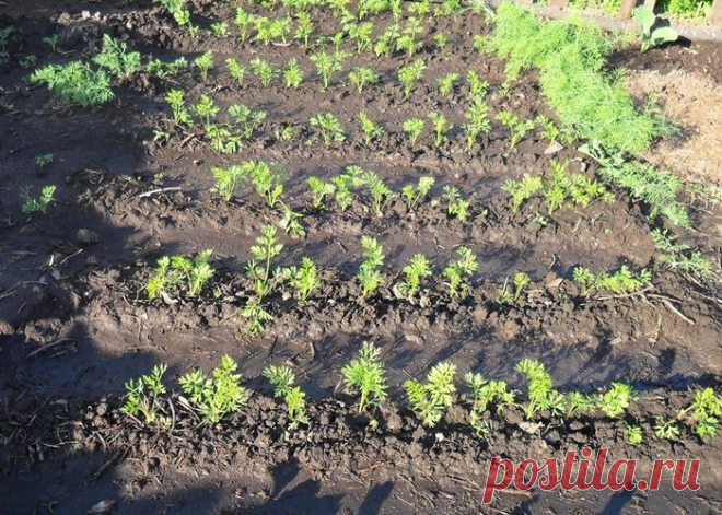 Выращивание моркови, как вырастить хороший урожай из семян (секреты)