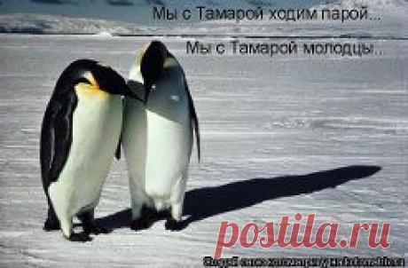 «Мы с Тамарой ходим парой...» - 4 427 картинок. Поиск@Mail.Ru
