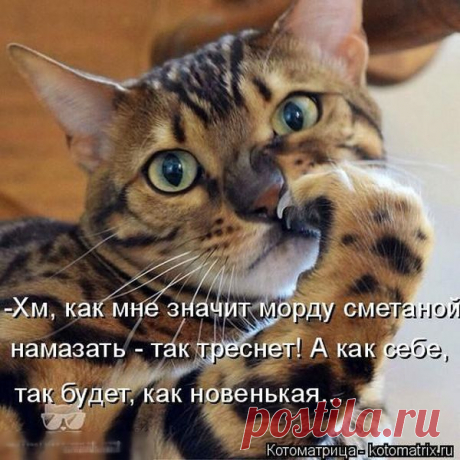 Лучшие котоматрицы недели / Питомцы