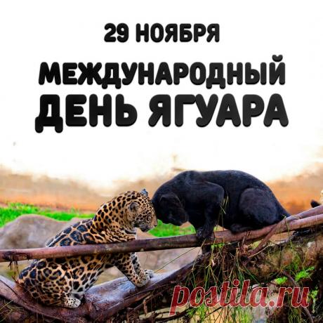 Международный день ягуара. Учрежден в 2018 году на Конференции сторон Конвенции о биологическом разнообразии ООН с целью защиты самой крупной кошки Америки. Инициатива принадлежит странам ареала обитания ягуара при поддержке Программы развития ООН. Дата 29 ноября символизирует единство стран в сохранении этого уникального хищника.