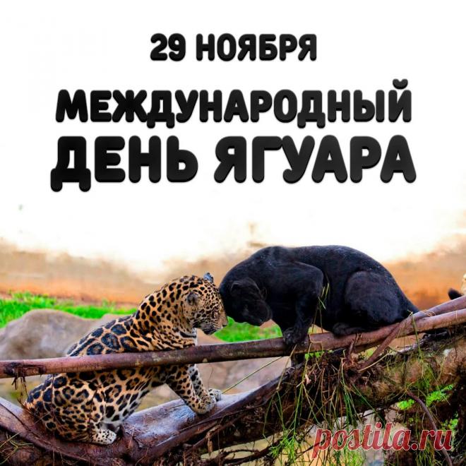 День ягуара